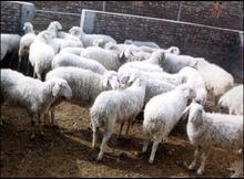 2012最新小尾寒羊价格波尔山羊价格