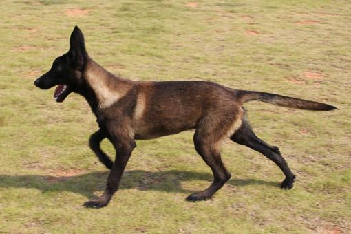出售幼年马犬 福清翔鹏马里努阿犬---福清翔鹏宠物训练学校 福清翔鹏分校 近年来,福建省的宠物文化无论在精福还是物质方面都有了很大的提高,养犬已成为许多人生活的重要内容。更有很多的客户希望能在当地有合适的机构来训练自已的爱犬;这不仅能加强主人与犬的交流,也能使犬的行为更好地符合主人的意愿,配合主人的生活节奏,使犬的习惯适合主人的要求,让养犬有更多的乐趣和最少的烦脑;因此根据福建范围客户的需要;当地同样热爱养犬的事业成功人士钟朝明先生与赵先生合作投资了300多万在福清市三山镇钟厝村购置大面积地皮创建了福建翔