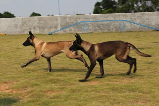 出售幼年马犬 福清翔鹏马里努阿犬---福清翔鹏宠物训练学校 福清翔鹏分校 近年来,福建省的宠物文化无论在精福还是物质方面都有了很大的提高,养犬已成为许多人生活的重要内容。更有很多的客户希望能在当地有合适的机构来训练自已的爱犬;这不仅能加强主人与犬的交流,也能使犬的行为更好地符合主人的意愿,配合主人的生活节奏,使犬的习惯适合主人的要求,让养犬有更多的乐趣和最少的烦脑;因此根据福建范围客户的需要;当地同样热爱养犬的事业成功人士钟朝明先生与赵先生合作投资了300多万在福清市三山镇钟厝村购置大面积地皮创建了福建翔