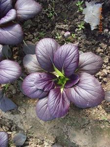 紫油菜种子--特菜种子