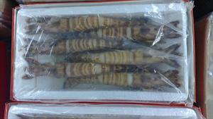 野生斑节虾
