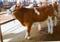 重庆最大肉牛养殖场在哪肉牛多少钱