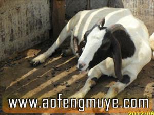 河北肉牛价格吉林肉牛养殖场肉牛养殖品种