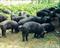 贵州特种黑毛猪供应，原生态品种