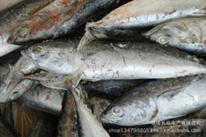 供应 优质冻鱼 新鲜船冻鱼 品质保证