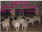 供纯种小尾寒羊最新价格杜泊羊养殖场羔羊价格种羊