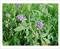 进口紫花苜蓿种子的特性牧草益丰农业卖的最好的牧草种子