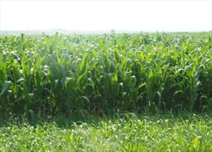 高丹草种子牧草种子套餐牧草益丰农业最新引进的品种