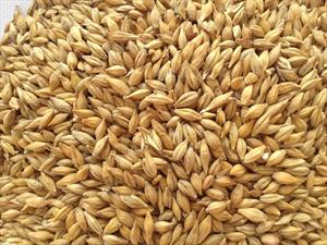 天津佳信诚长期供应进口大麦，法麦，乌麦，饲料原料，酿酒原料