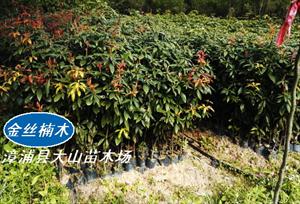 供多品种楠木苗金丝楠木香楠刨花楠中华楠红润楠