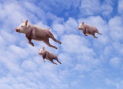 2014，哪些猪会被屠杀得更快一些？