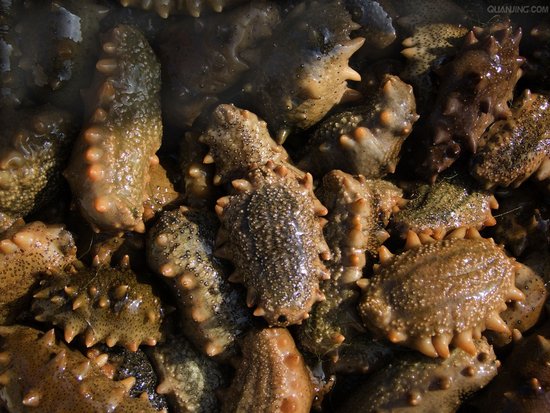 福建海参养殖增长空间前景大分析