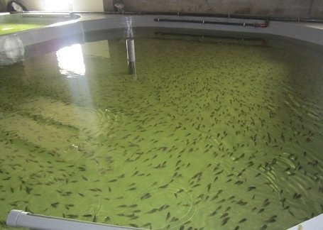 春季气温回升 如何做好鱼塘饲养工作_水产品