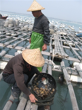 养殖技术等限制,石狮只有在陆地上培育鲍鱼苗,没有人养殖成品鲍鱼