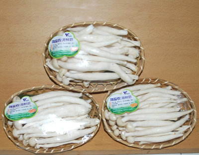 大球盖菇栽培技术_清炒海鲜菇_海鲜菇的栽培技术(4)