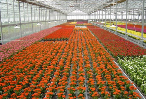 漳州花卉产业座谈会 提出着力抓市场建平台