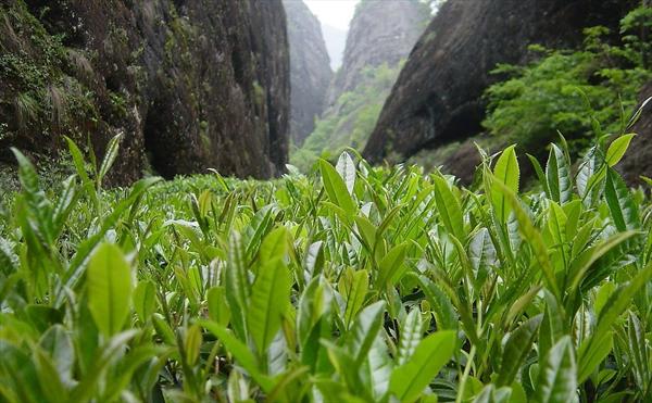 原料涨价 2013年武夷岩茶引爆消费热潮