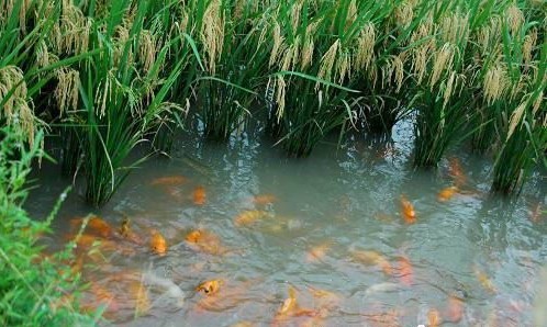 三明市清流县大力发展特种水产养殖_水产品