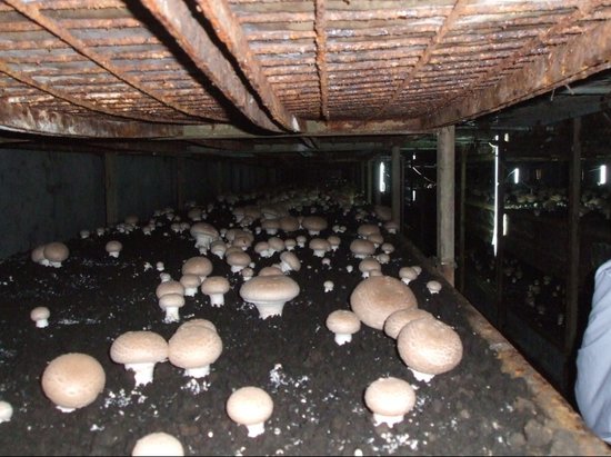 环境污染上做"减法",尤溪县食用菌这个传统产业"脱胎换骨",朝着现代
