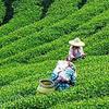 淘宝农产品销量茶叶最大 电商95%不赚钱