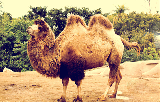 骆驼营销背后的故事:骆驼代言人营销案例