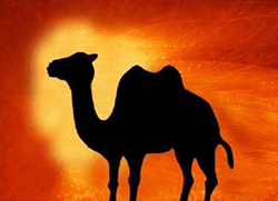 骆驼营销背后的故事：骆驼代言人营销案例
