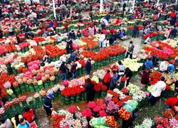 鲜花电商：福建花农年销售百万花卉