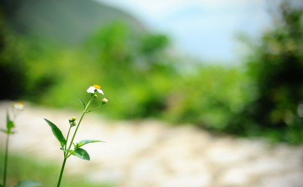 大光圈,对焦在近处=背景模糊,突出主体 (nikon d700 f/1.8 50mm)