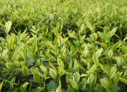 安溪茶叶电商销售额达15亿元 居全国第一