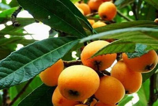 莆田微信卖枇杷 家庭农场 上电商 _ 电商要闻