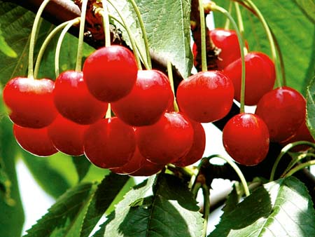 山东烟台大樱桃