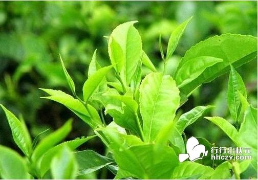 绿茶具有哪些功效及作用?夏季绿茶养生饮品