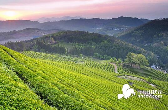 天山绿茶是绿茶吗?成分介绍