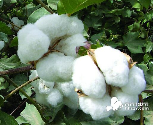 棉花危机重创我国纺织业